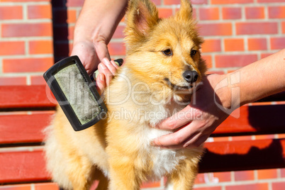 Brush grooming on a young shetland sheepdog