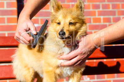 Brush grooming on a young shetland sheepdog