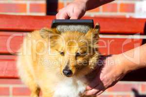 Brush grooming on a young shetland sheepdog