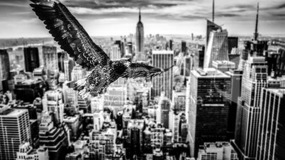 Black and white eagle flies over a city