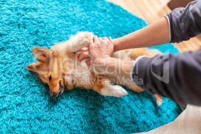 First aid reanimation on a small shetland sheepdog