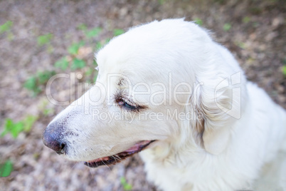 White Polish Tatra Sheepdog portrait in nature