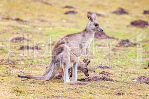 kangaroo family on grassland in a park