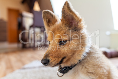 Portrait of a young Shetland Sheepdog indoors