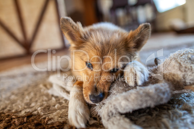 Portrait of a young Shetland Sheepdog indoors