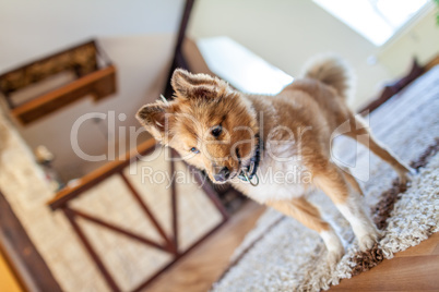 Portrait of a young Shetland Sheepdog indoors