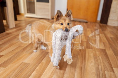 Portrait of a young Shetland Sheepdog indoors