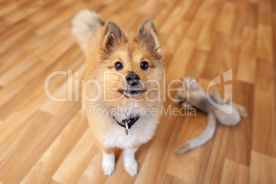 Portrait of a young Shetland Sheepdog indoors