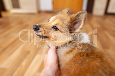 Portrait of a young Shetland Sheepdog indoors