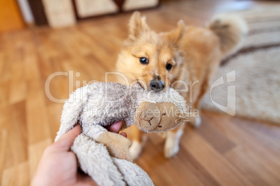 Portrait of a young Shetland Sheepdog indoors