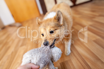 Portrait of a young Shetland Sheepdog indoors