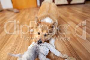 Portrait of a young Shetland Sheepdog indoors