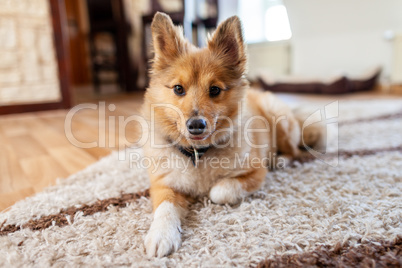 Portrait of a young Shetland Sheepdog indoors