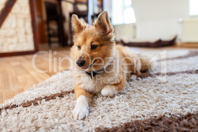 Portrait of a young Shetland Sheepdog indoors