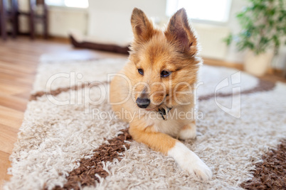 Portrait of a young Shetland Sheepdog indoors