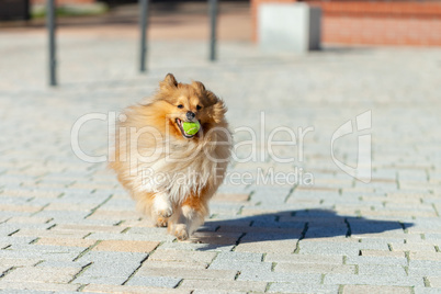 a shetland sheepdog plays with a little ball