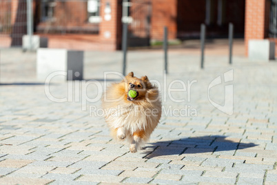 a shetland sheepdog plays with a little ball