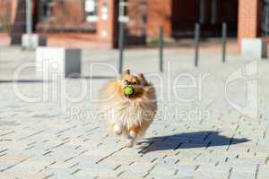 a shetland sheepdog plays with a little ball