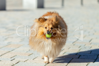 a shetland sheepdog plays with a little ball