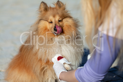 A human puts a bandage on a bleeding paw from a shetland sheepdog