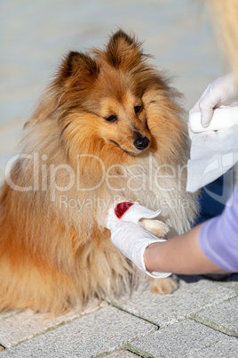 A human puts a bandage on a bleeding paw from a shetland sheepdog