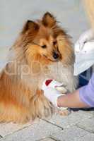 A human puts a bandage on a bleeding paw from a shetland sheepdog