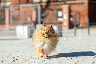 a shetland sheepdog plays with a little ball