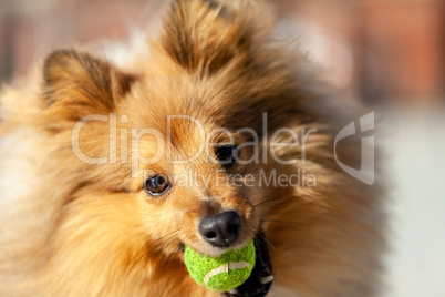 a shetland sheepdog plays with a little ball