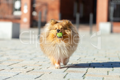 a shetland sheepdog plays with a little ball