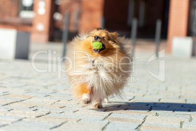 a shetland sheepdog plays with a little ball