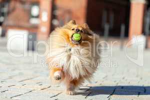 a shetland sheepdog plays with a little ball