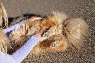 A human measures blood pressure on a small dog