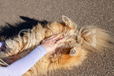 A human measures blood pressure on a small dog