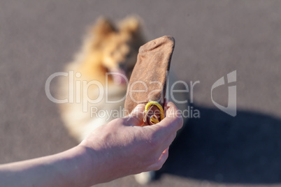 A dog owner plays with his dog