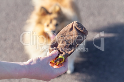 A dog owner plays with his dog