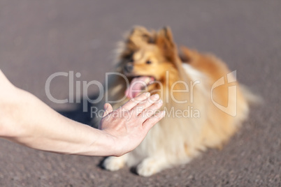 A dog trainer works with a shetland sheepdog