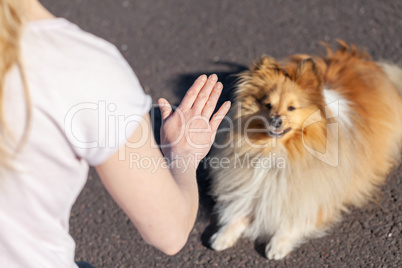 A dog trainer works with a shetland sheepdog