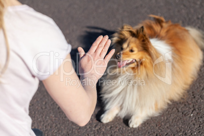 A dog trainer works with a shetland sheepdog