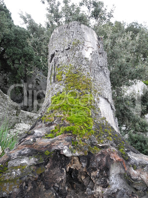 Alter Baum