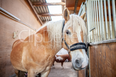 A brown horse stands in a stable