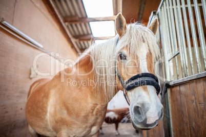 A brown horse stands in a stable