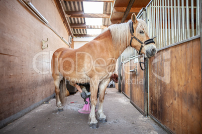 A brown horse stands in a stable