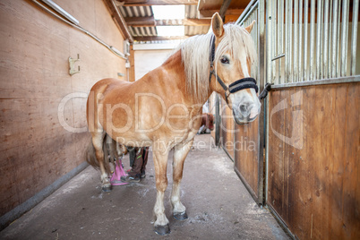 A brown horse stands in a stable