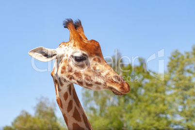 Portrait of a giraffe in the nature