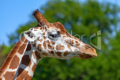 Portrait of a giraffe in the nature