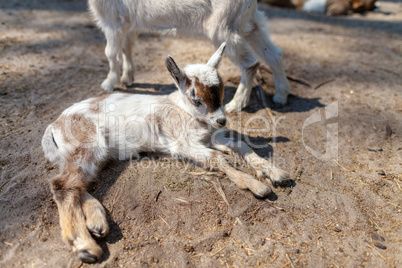 a young goat lies in the tree shadow