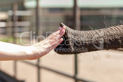 a human hand touches an elephant trunk
