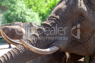 an elephant head with long tusks portrait