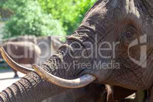 an elephant head with long tusks portrait