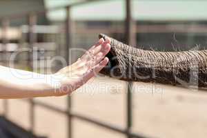 a human hand touches an elephant trunk